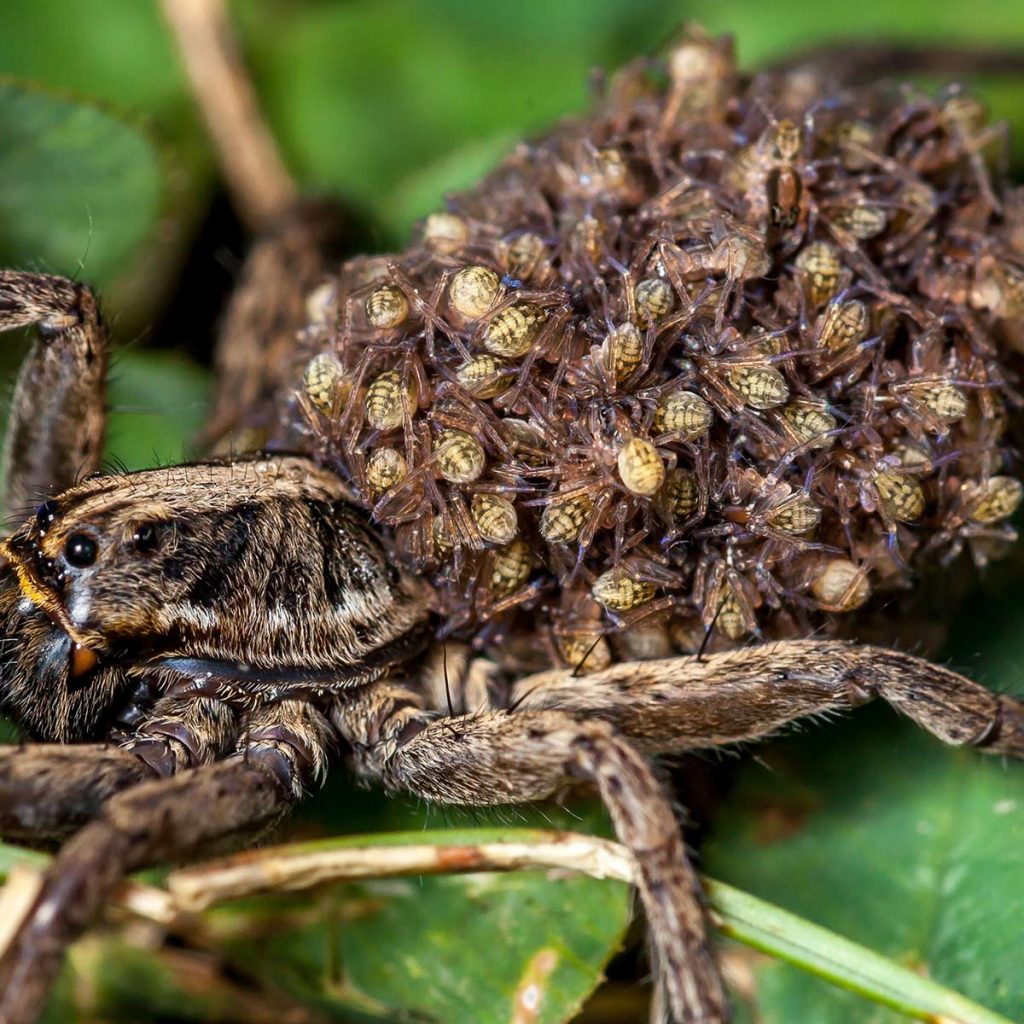 Closeup of a female wolf spider carrying baby spiders on her back