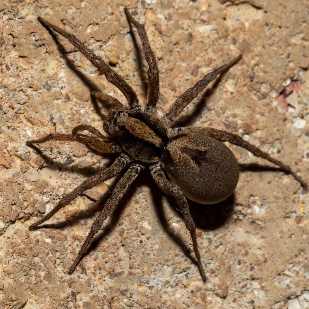 Large Common Kansas Wolf Spider