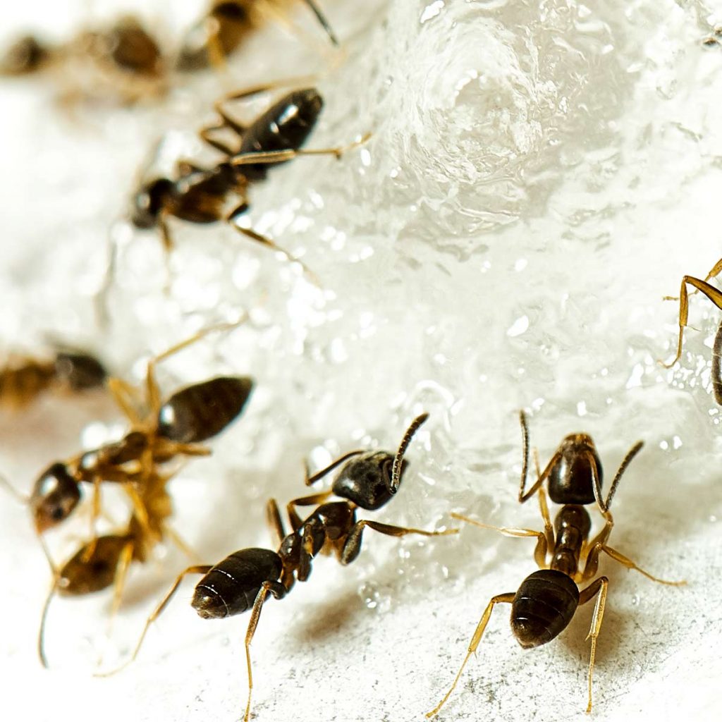 Group of odorous house ants climbing on sugary substance