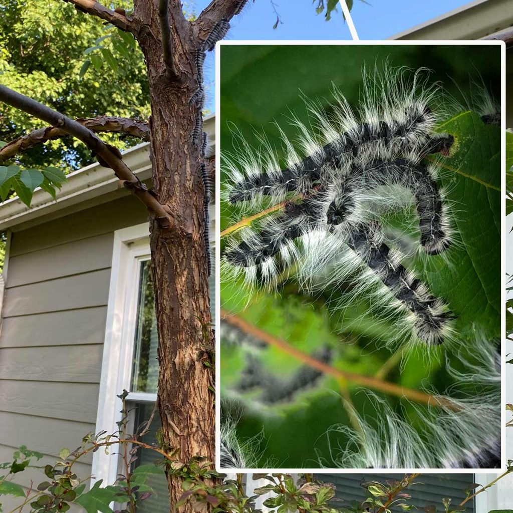 Background: Tree next to house with a group of walnut caterpillars climbing the tree's trunk; Inset Image: Closeup of walnut caterpillars eating a green leaf