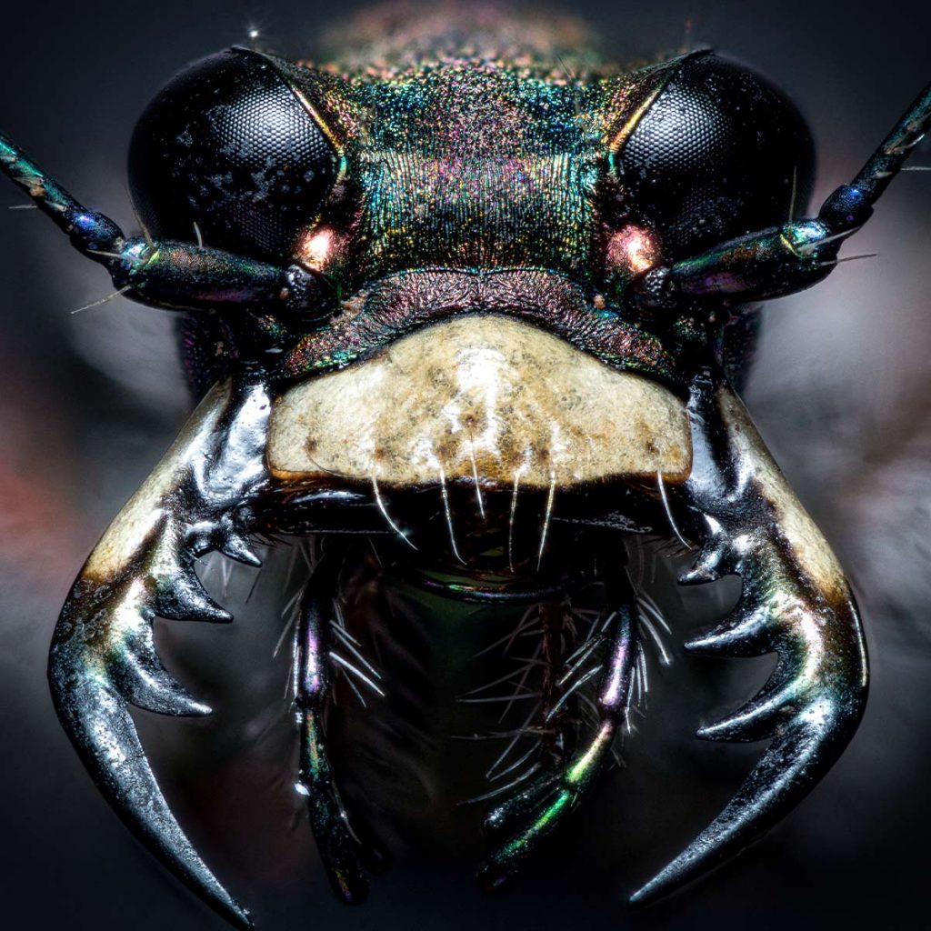 Closeup of the head of a tiger beetle