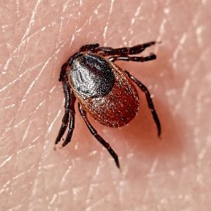 How Often Should I Have My Home Treated for Pests?
