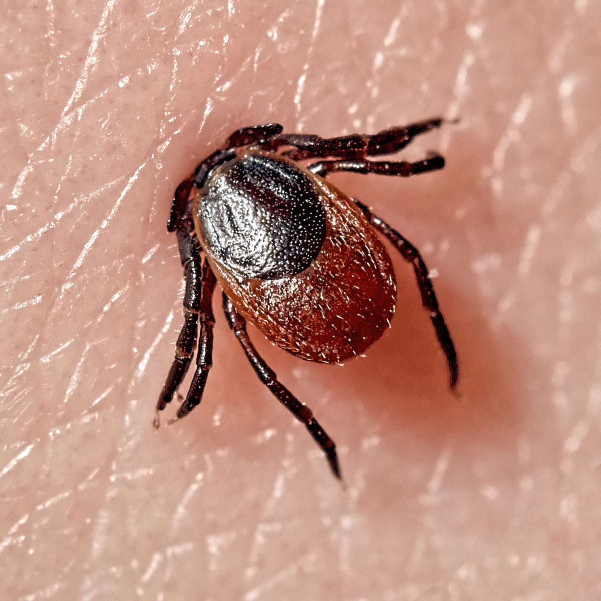 Residential Pest Control Wichita's 1 Green Home Exterminator