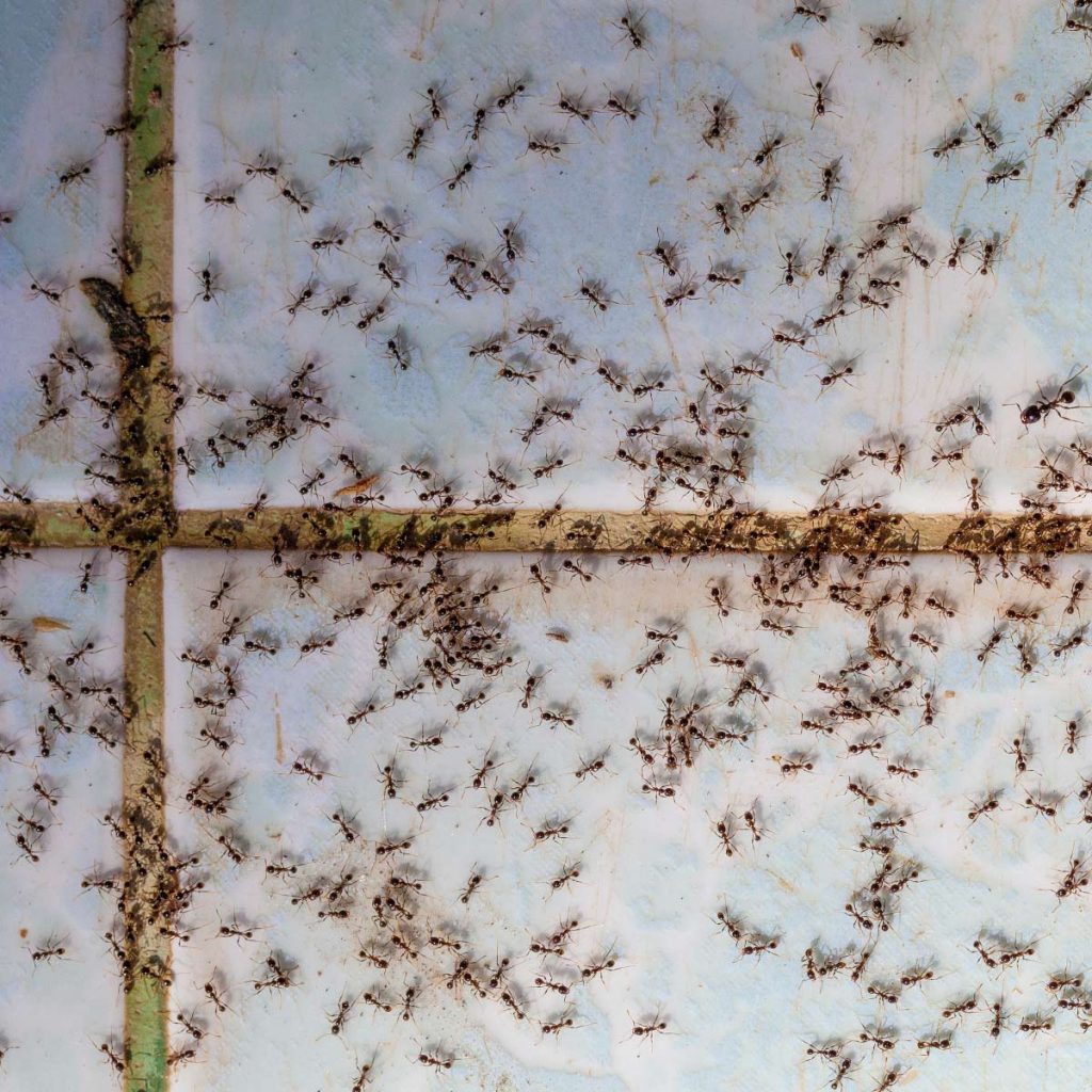 Closeup of kitchen tiles covered with ants
