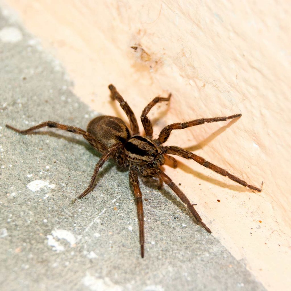 Closeup of Wolf Spider on sidewalk