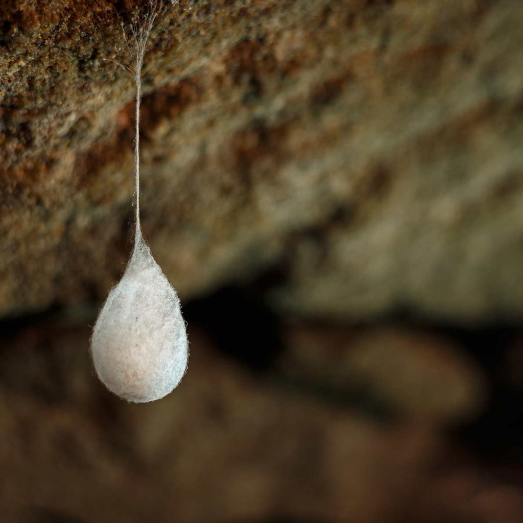 Hanging spider egg sac