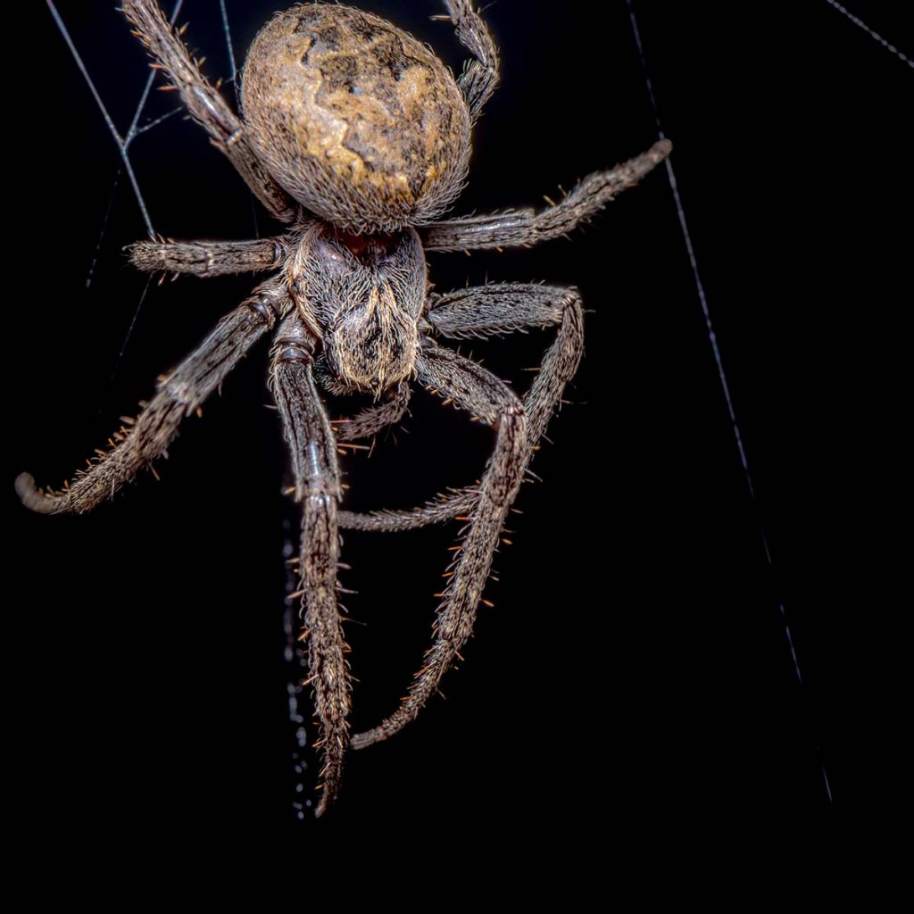 Closeup of Orb Weaver Spider on web