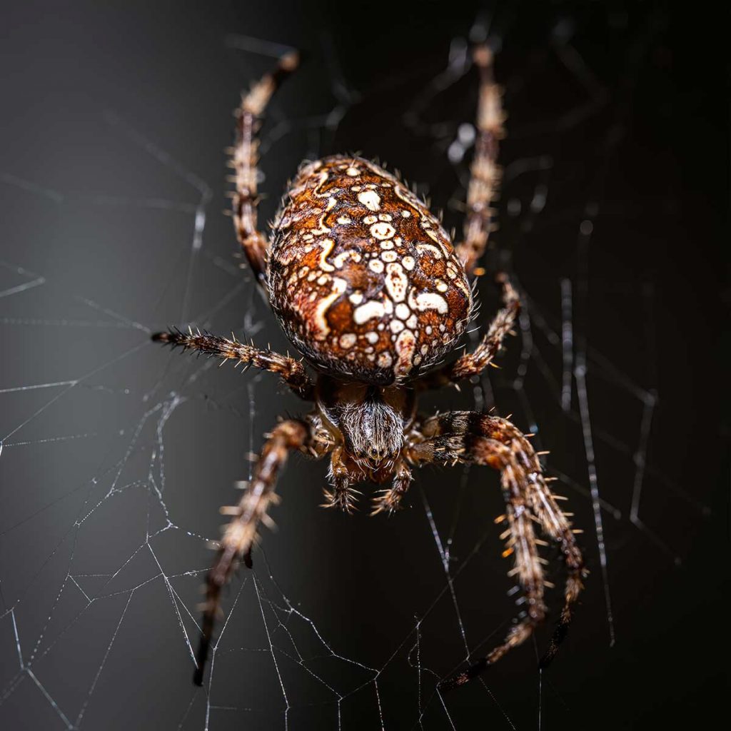 Closeup of Garden Spider on a web