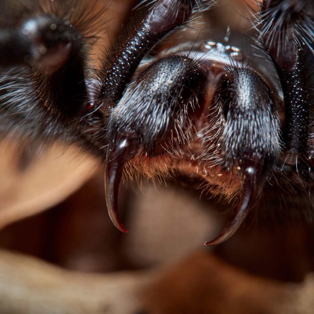 Clsoeup of a funnel-web spider's fangs