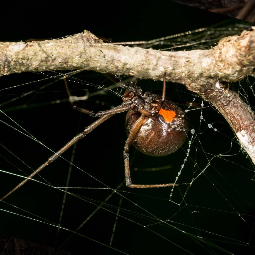 Brown widow spider building web on the underside of a tree branch
