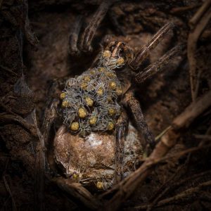 cup-and-card Use the cup and card trick to catch wolf spiders